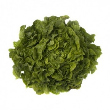 Lechuga ecológica